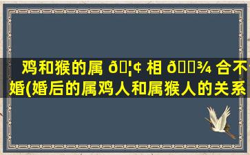 鸡和猴的属 🦢 相 🌾 合不合婚(婚后的属鸡人和属猴人的关系如何)